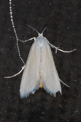 Scirpophaga nivella