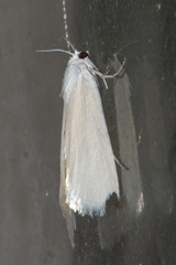 Scirpophaga nivella