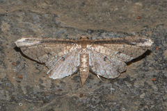 Pharambara splendida