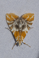Macaretaera hesperis