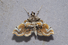 Ambia