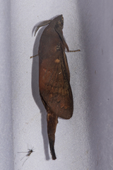 Suana concolor