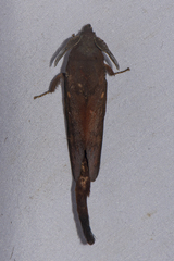 Suana concolor