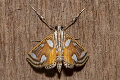 Malickyella lobophoralis