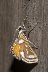 Malickyella lobophoralis