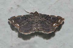 Neomusotima conspurcatalis