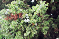 Juniperus drupacea