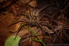 Heteropoda distincta