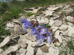 Salvia ringens