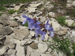 Salvia ringens