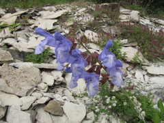 Salvia ringens