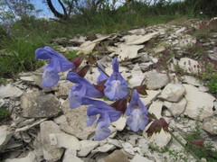 Salvia ringens