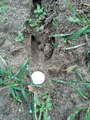 Capreolus