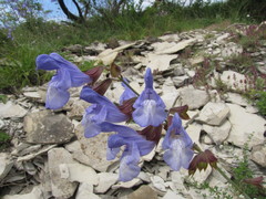 Salvia ringens
