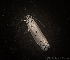 Ethmia heptasema