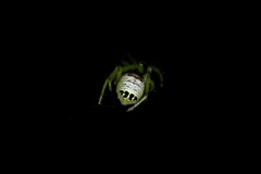 Bijoaraneus praesignis