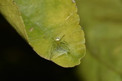 Bijoaraneus praesignis