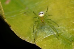 Bijoaraneus praesignis