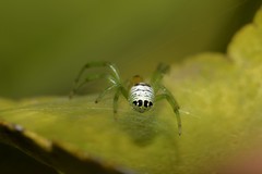 Bijoaraneus praesignis