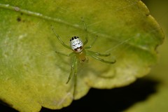 Bijoaraneus praesignis
