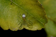 Bijoaraneus praesignis
