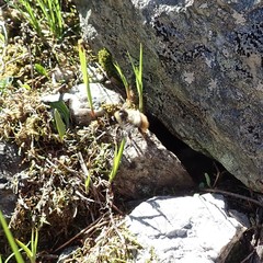 Bombus sichelii