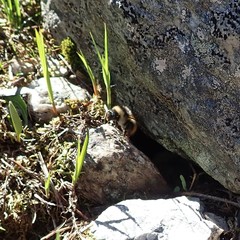 Bombus sichelii