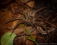 Heteropoda distincta