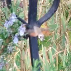 Macroglossum stellatarum