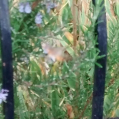 Macroglossum stellatarum