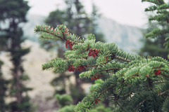Abies cilicica