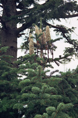 Abies cilicica