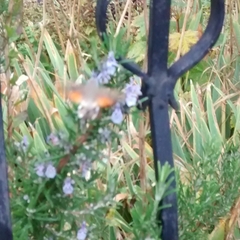 Macroglossum stellatarum