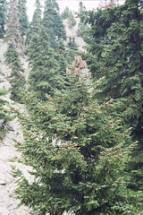Abies cilicica