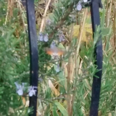 Macroglossum stellatarum