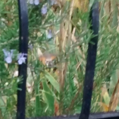 Macroglossum stellatarum