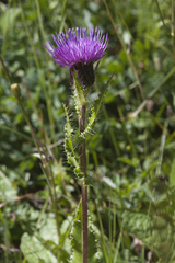 Cirsium simplex