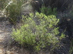 Euchaetis pungens