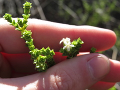 Euchaetis pungens