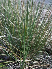 Juncus roemerianus
