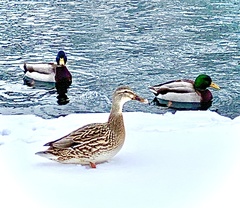 Anas platyrhynchos