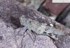 Sphingonotus mongolicus