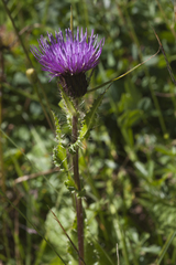 Cirsium simplex