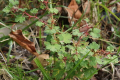 Ribes formosanum