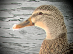 Anas platyrhynchos