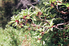 Arbutus andrachne