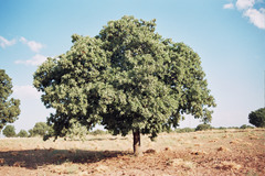 Quercus ithaburensis macrolepis
