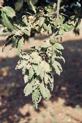 Quercus ithaburensis macrolepis