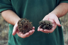 Quercus ithaburensis macrolepis