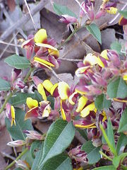 Bossiaea ornata